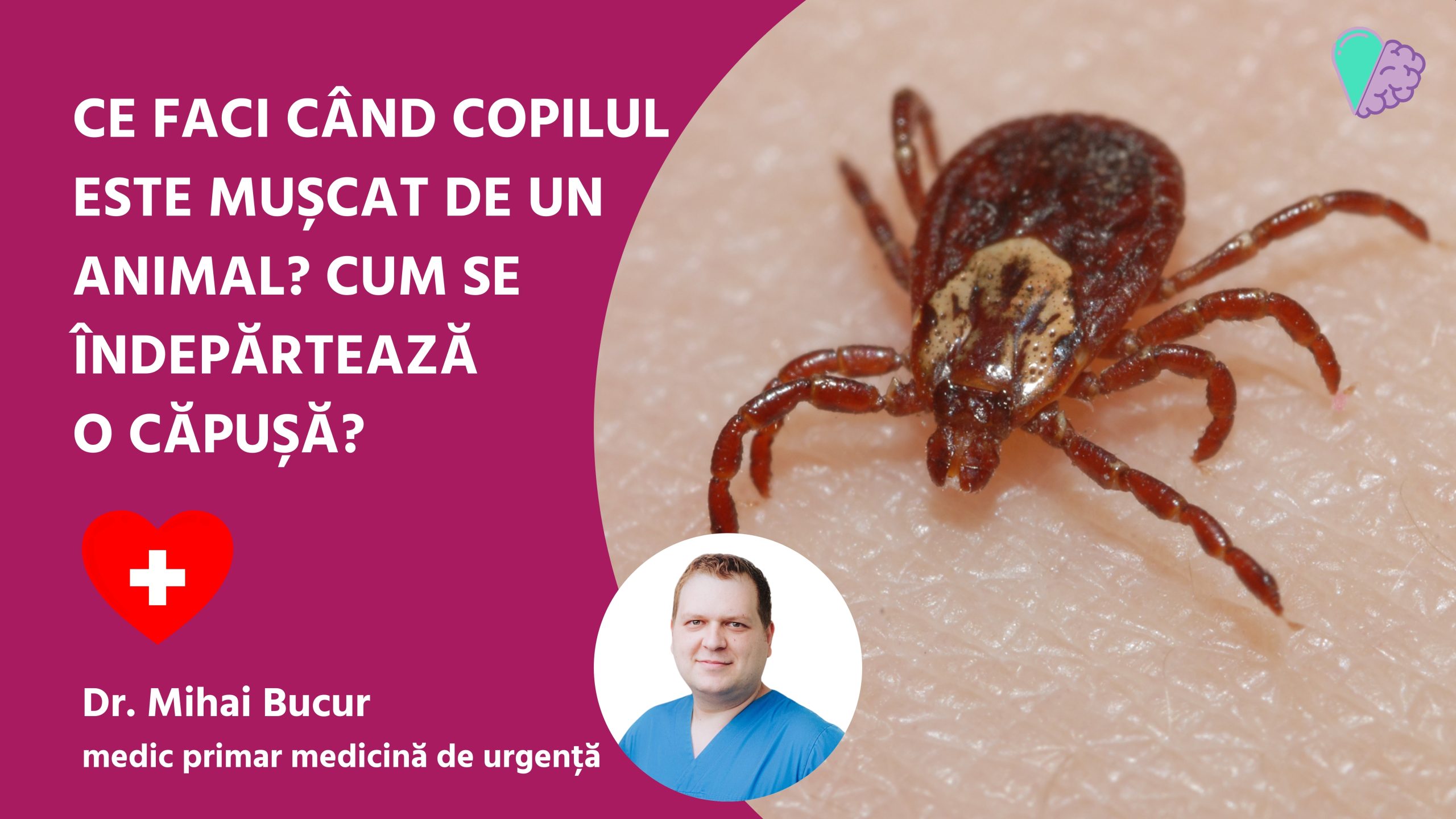 Ce faci când copilul este mușcat de un animal? Cum se îndepărtează o căpușă?