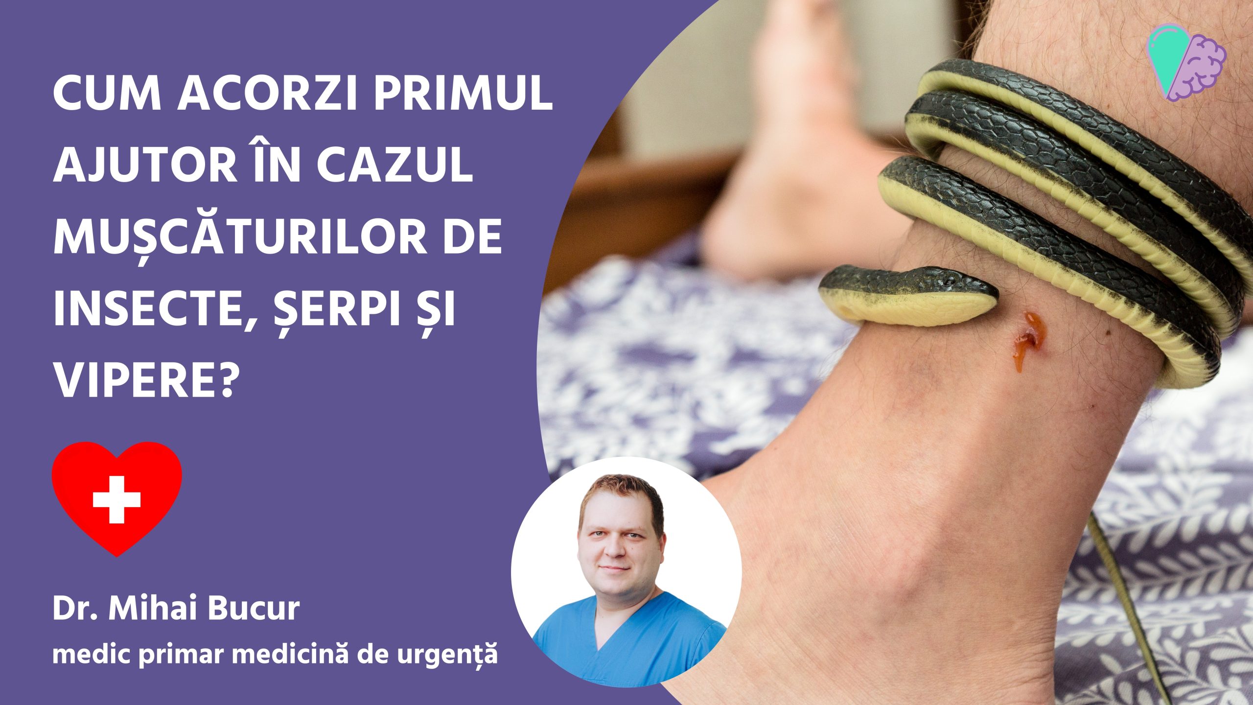 Cum acorzi primul ajutor în cazul de mușcăturilor de insecte, șerpi și vipere?